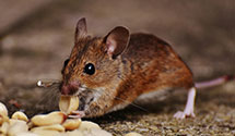 24 Hour & Emergency Exterminators in Mount Walker, WA